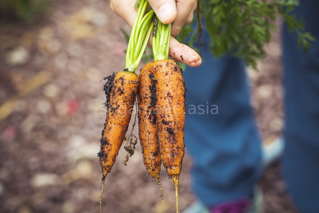Organic Produce